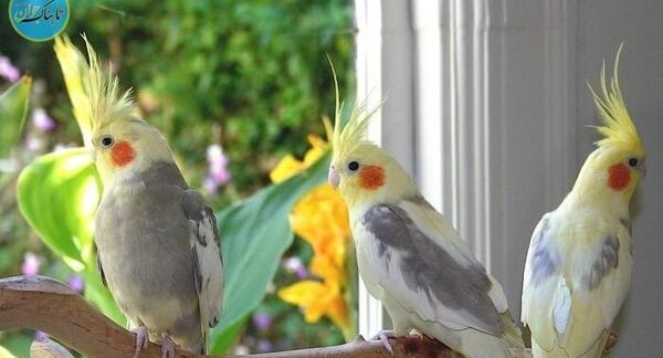 عکس و قیمت عروس هلندی سخنگو