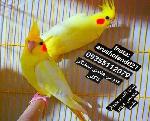 عکس و قیمت عروس هلندی سخنگو
