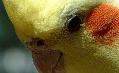 عکس و قیمت عروس هلندی سخنگو