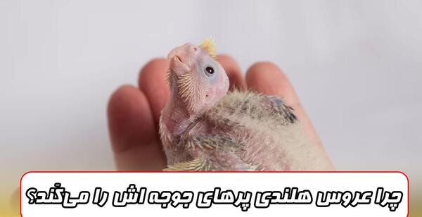 عکس عروس هلندی بچه اش