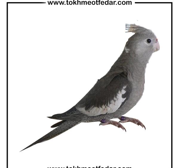 عکس عروس هلندی که مرده