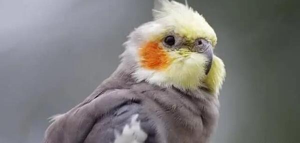 عکس عروس هلندی که مرده