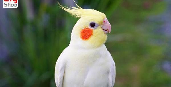 عکس عروس هلندی سفید مرده