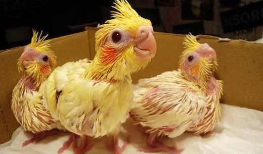 عکس عروس هلندی لوتینو نر و ماده