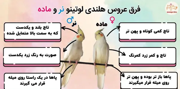 عکس عروس هلندی لوتینو نر و ماده