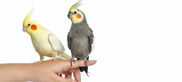 عکس عروس هلندی بچه نر