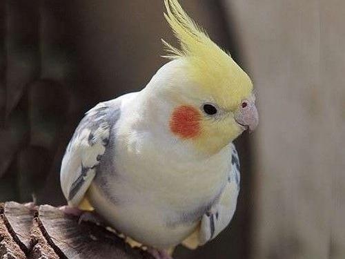 عکس عروس هلندی سخنگو واضح