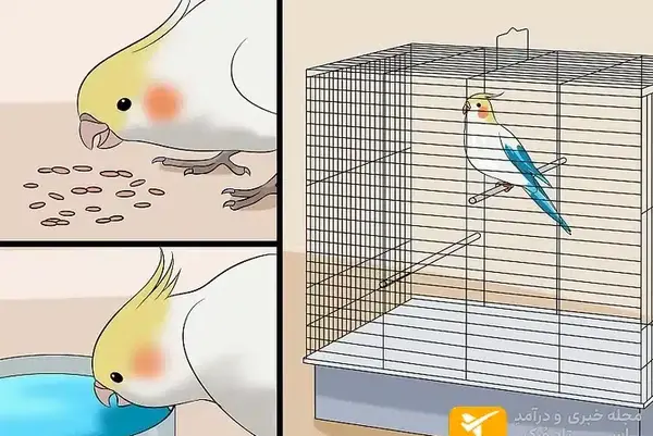 عکس عروس هلندی سخنگو واضح