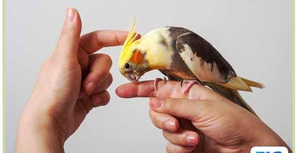 عکس عروس هلندی سخنگو واضح