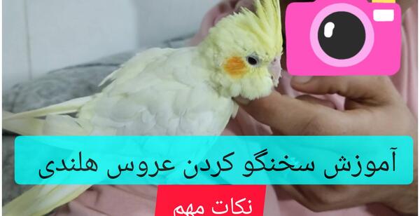 عکس عروس هلندی سخنگو واضح