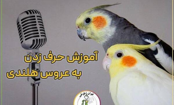 عکس عروس هلندی سخنگو واضح