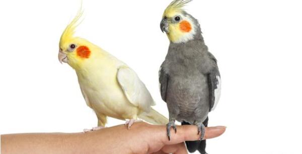 عکس عروس هلندی سفید کامل