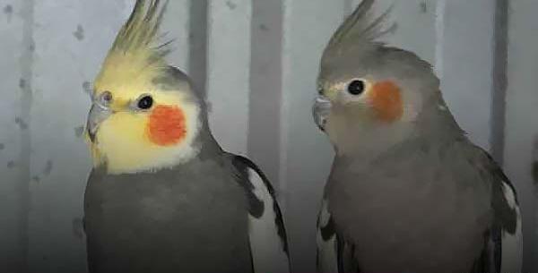 عکس عروس هلندی سفید کامل