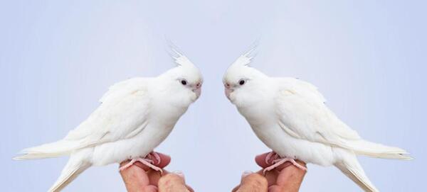 عکس عروس هلندی سفید کامل