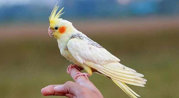 عکس عروس هلندی سفید کامل