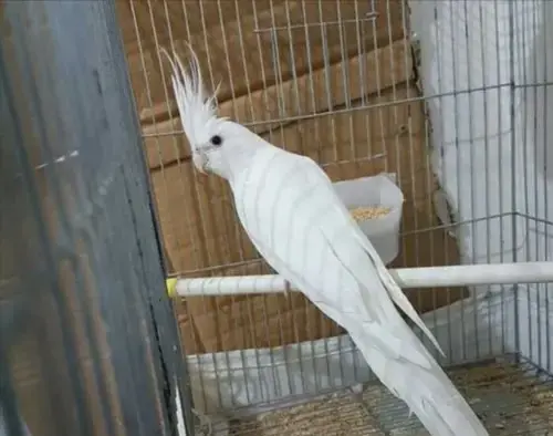 عکس عروس هلندی سفید کامل