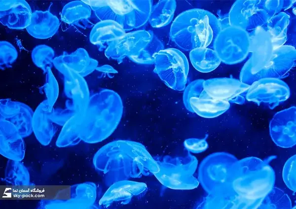 عکس فانتزی عروس دریایی