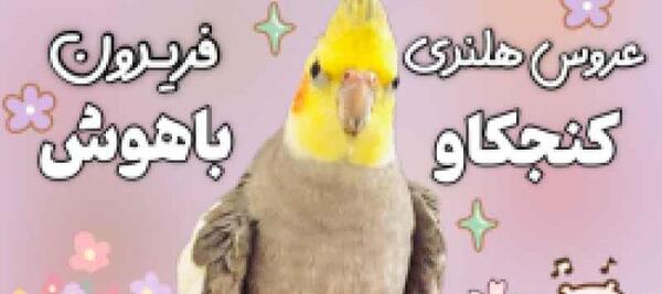 عکس طنز عروس هلندی