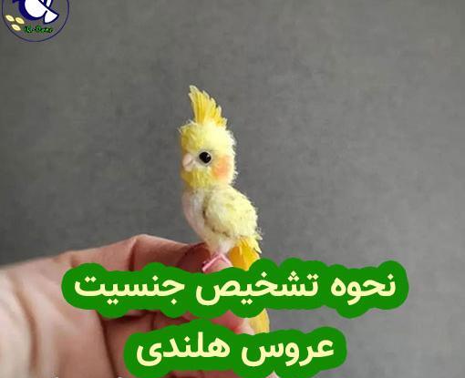 عکس جنسیت عروس هلندی