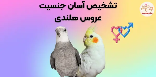 عکس جنسیت عروس هلندی