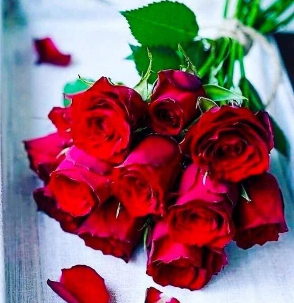 عکس زیبا از گل رز