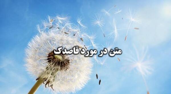 عکس زیبا از گل قاصدک