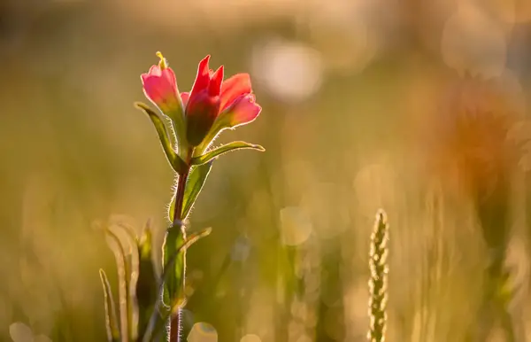 عکس زیبا از منظره بهاری