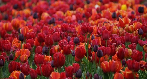 عکس زیبا از منظره بهاری