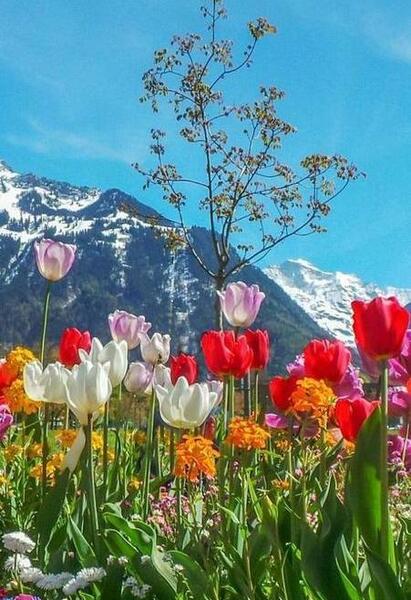 عکس زیبا از منظره بهاری