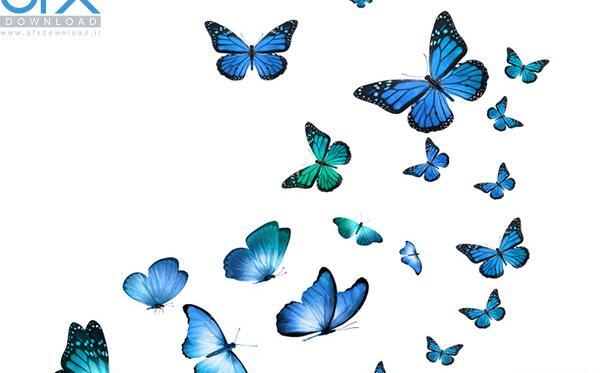 عکس زیبا پروانه آبی