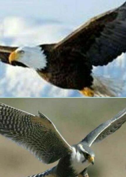 عکس شاهین یا عقاب