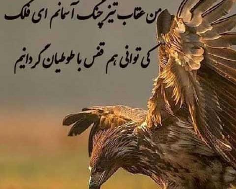 عکس پروفایل یک عقاب همیشه تنهاست