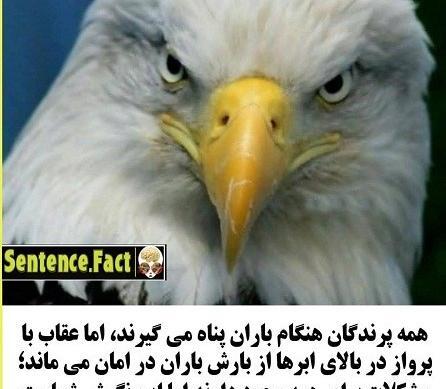 عکس پروفایل یک عقاب همیشه تنهاست
