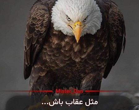 عکس عقاب واقعی برای پروفایل