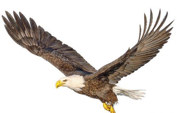 عکس نقاشی عقاب رنگ شده