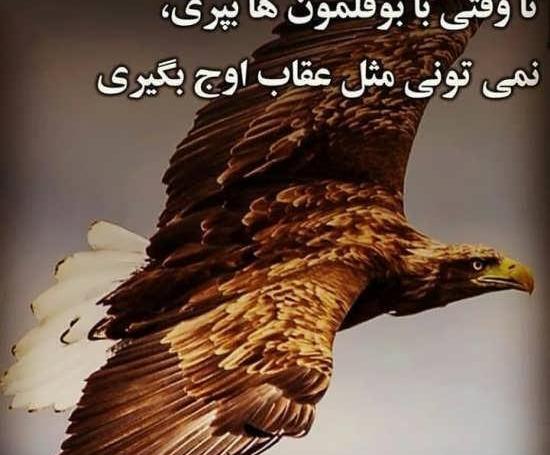 عکس عقاب با نوشته