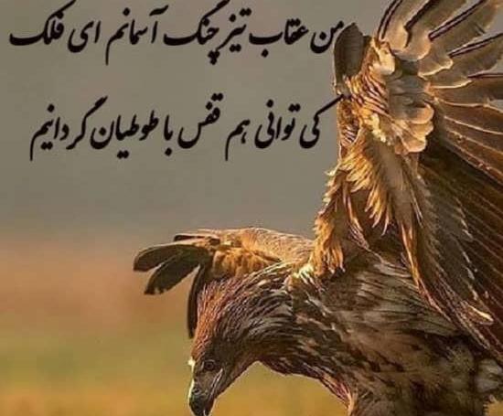 عکس عقاب با نوشته