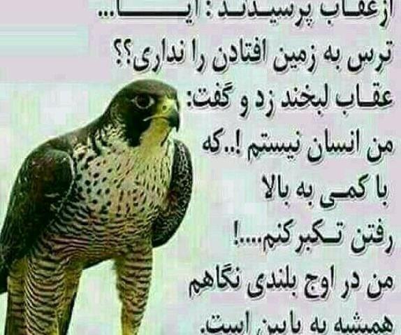 خفن عکس نوشته عقاب مغرور