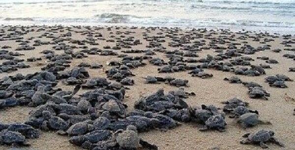 عکس از لاک پشت پوزه عقابی