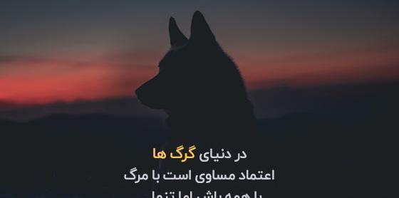 عکس نوشته عقاب و گرگ