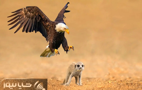 عکس عقاب گربه ای