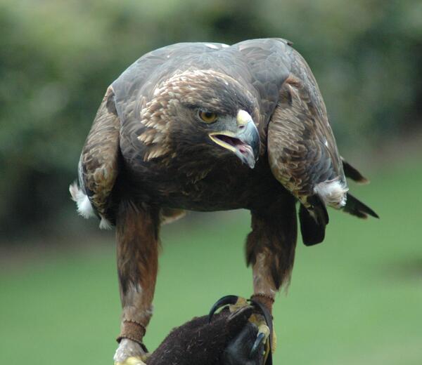 عکس عقاب گربه ای