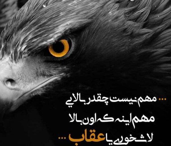 عکس عقاب با نوشته لاتی