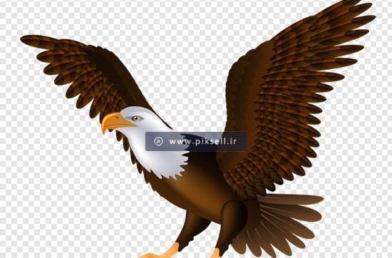 عکس عقاب بک گراند