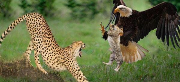 عکس شکار عقاب توسط گرگ