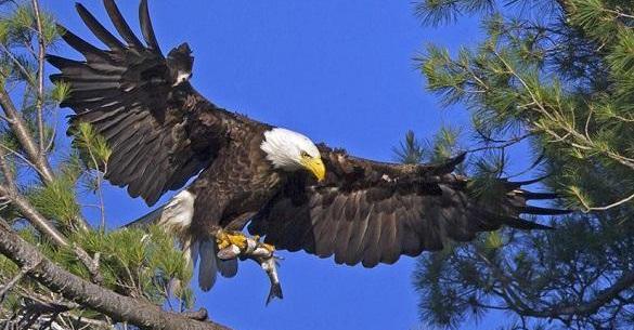 عکس های عقاب کله سفید