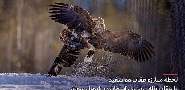 عکس کوچکترین عقاب جهان