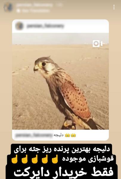 عکس و قیمت عقاب
