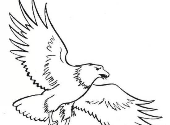عکس نقاشی عقاب کارتونی