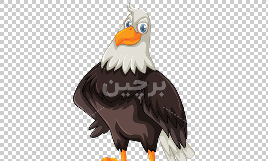 عکس های عقاب کارتونی